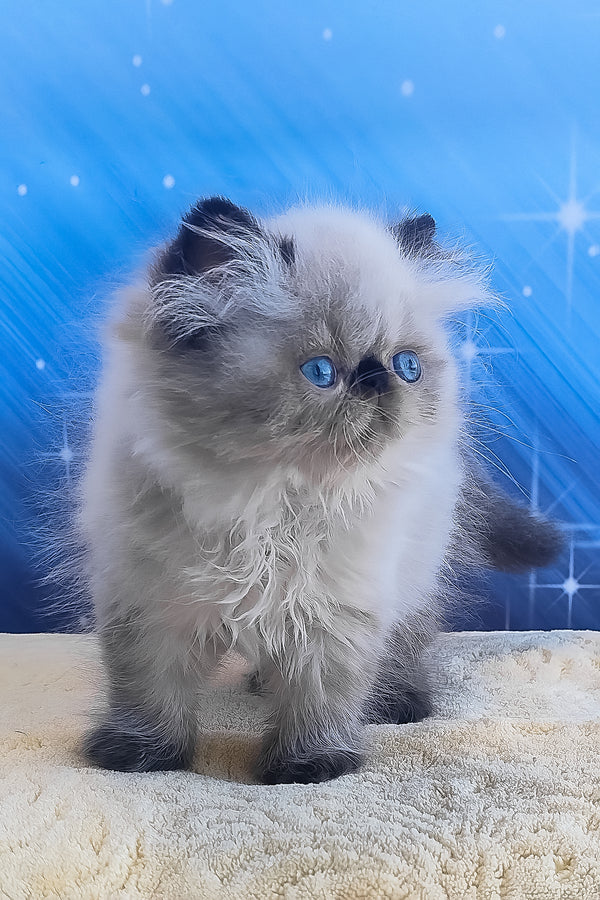 Emmi | Persian Kitten