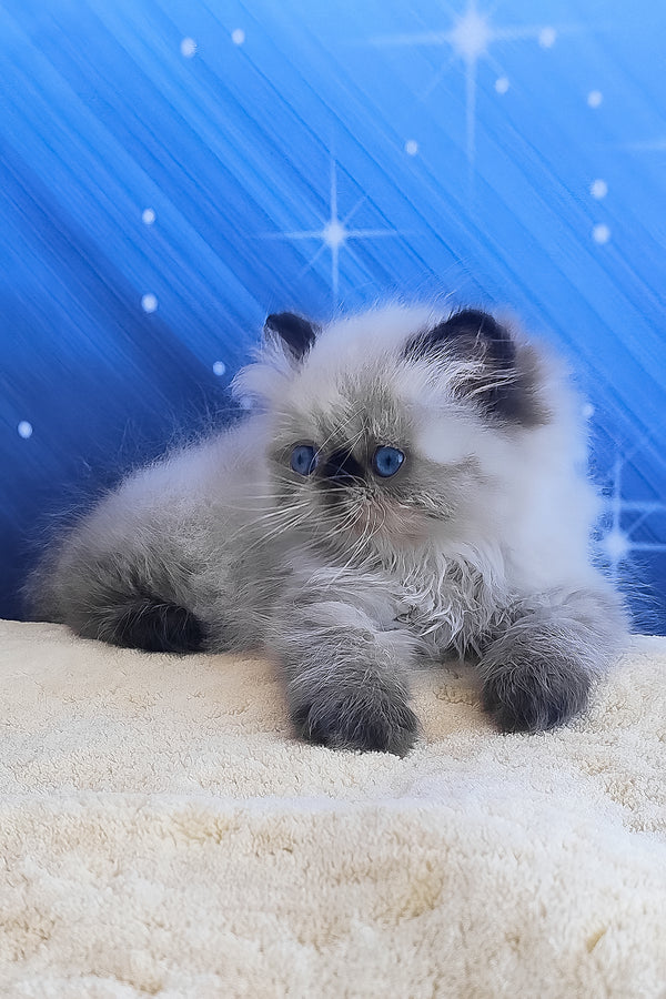 Emmi | Persian Kitten