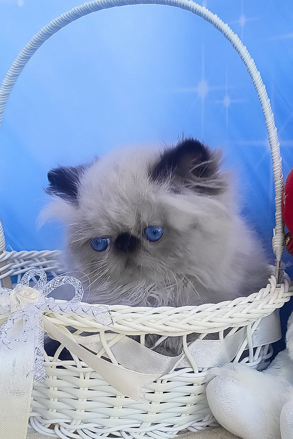 Emmi | Persian Kitten