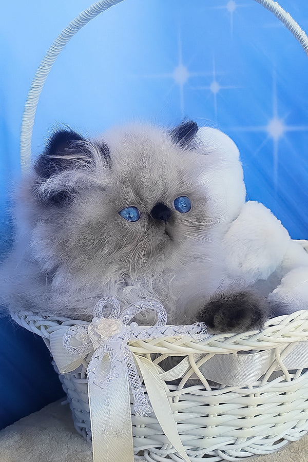 Emmi | Persian Kitten