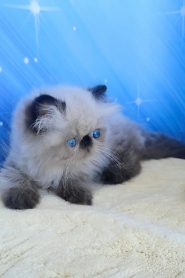 Emmi | Persian Kitten