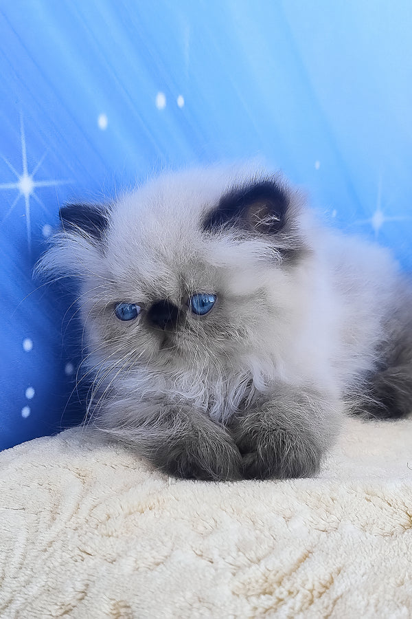 Emmi | Persian Kitten