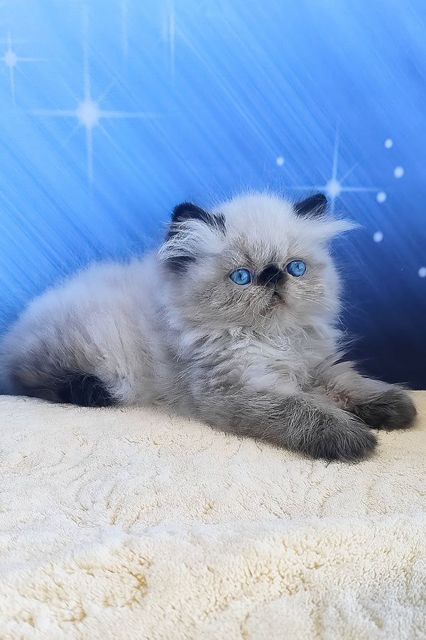 Emmi | Persian Kitten