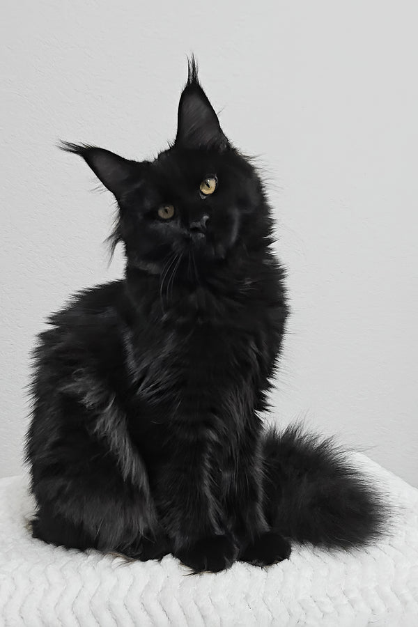 Enid | Maine Coon Kitten