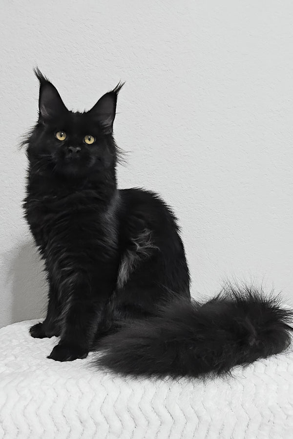 Enid | Maine Coon Kitten