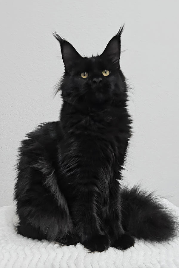 Enid | Maine Coon Kitten