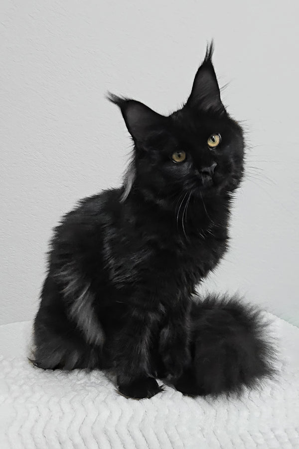 Enid | Maine Coon Kitten