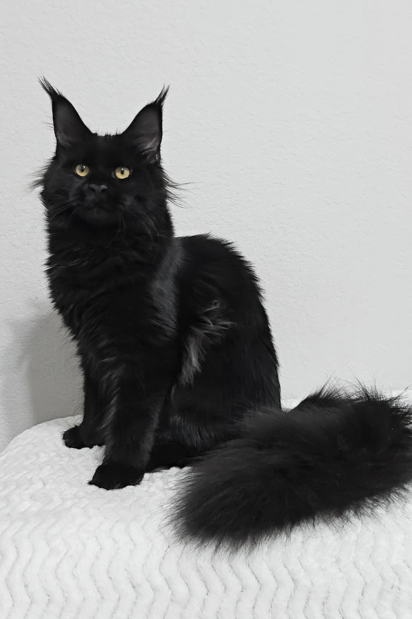 Enid | Maine Coon Kitten