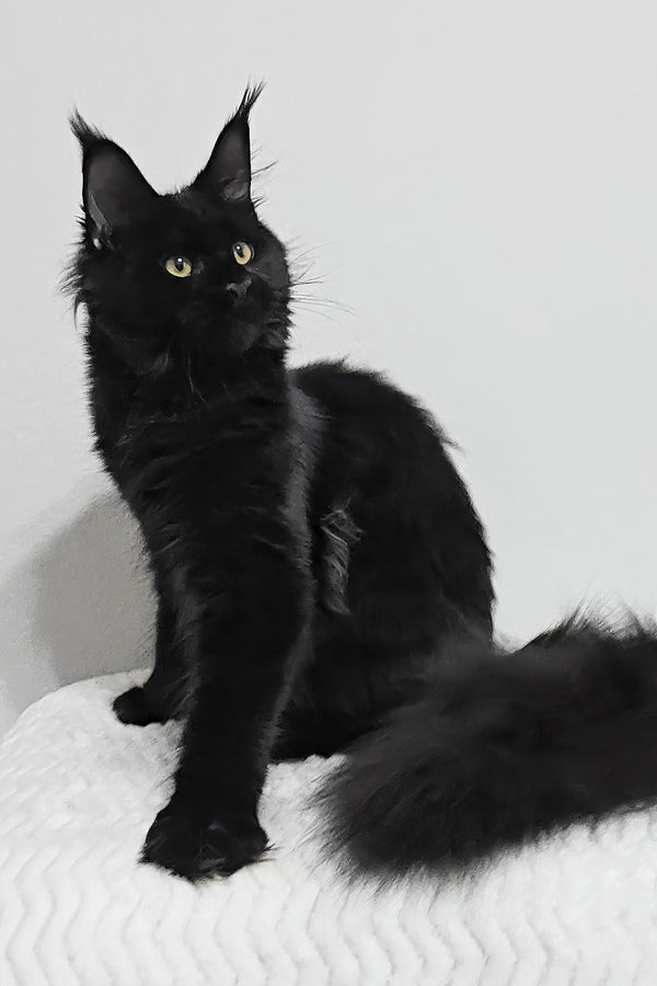 Enid | Maine Coon Kitten