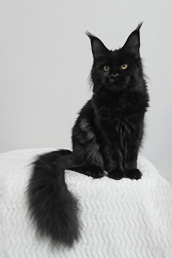 Enid | Maine Coon Kitten