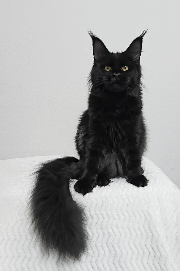 Enid | Maine Coon Kitten