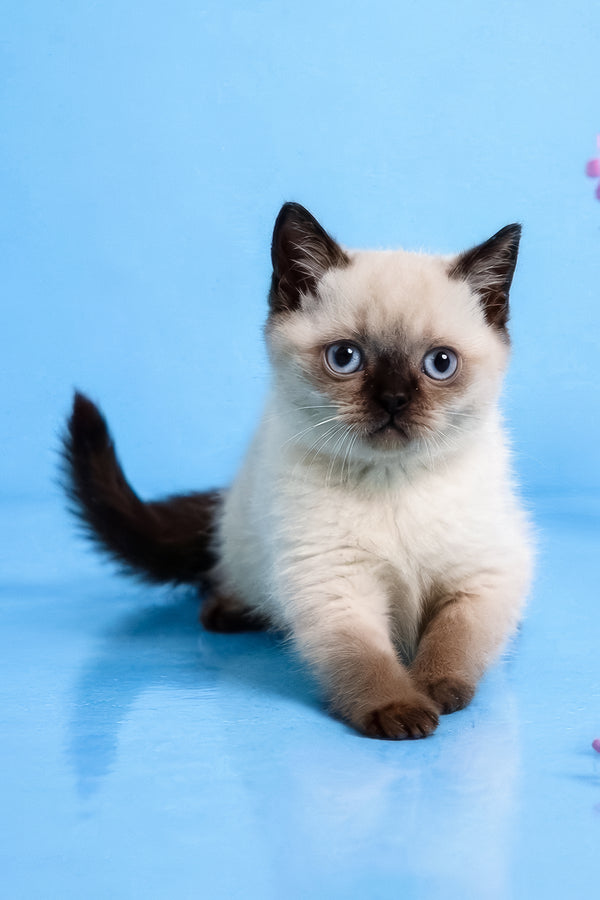 Enigma | British Shorthair Kitten