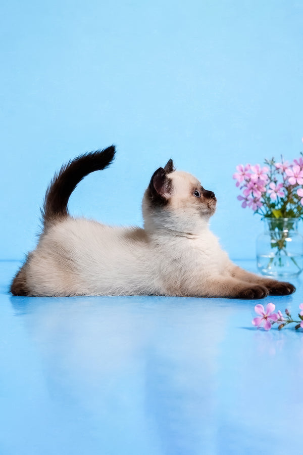 Enigma | British Shorthair Kitten