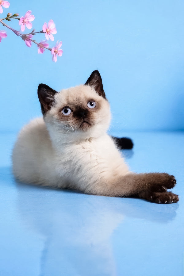 Enigma | British Shorthair Kitten