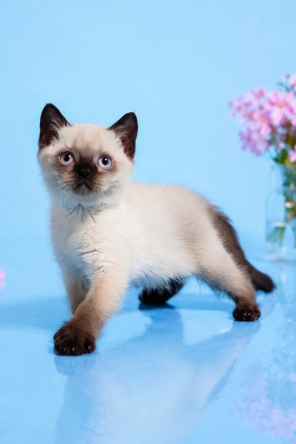 Enigma | British Shorthair Kitten