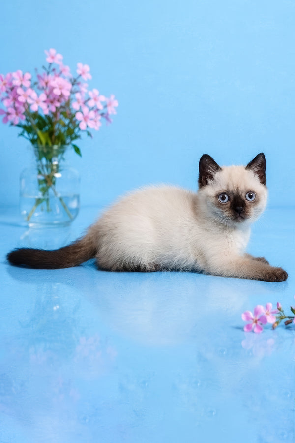 Enigma | British Shorthair Kitten