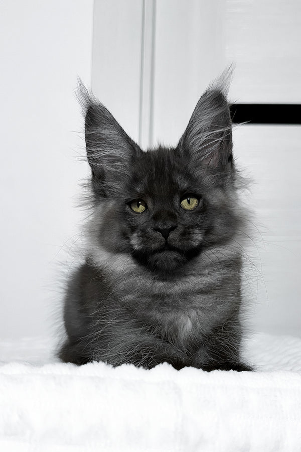 Erica | Maine Coon Kitten