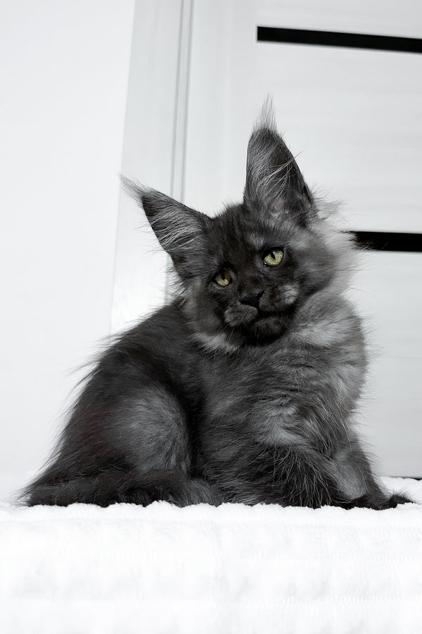 Erica | Maine Coon Kitten