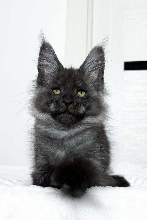 Erica | Maine Coon Kitten