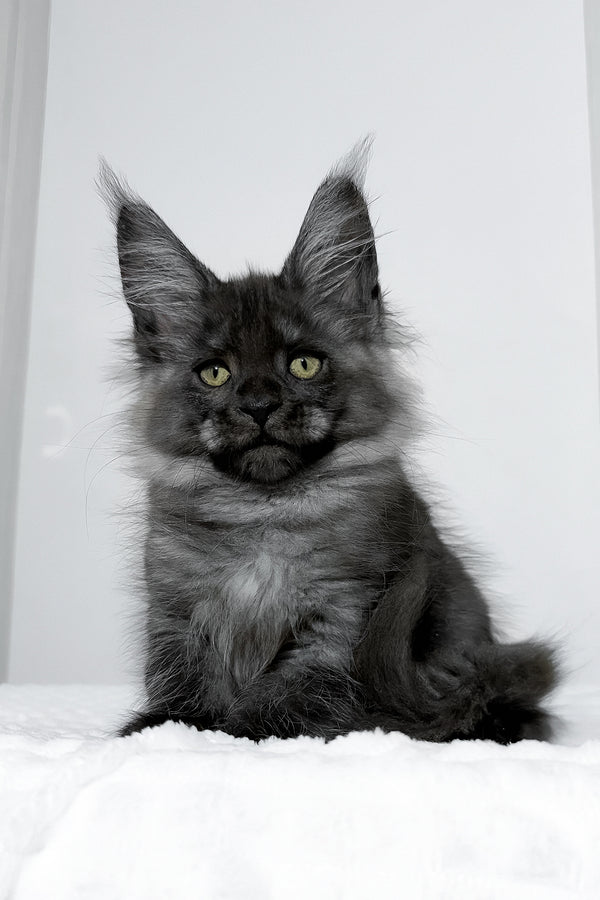 Erica | Maine Coon Kitten