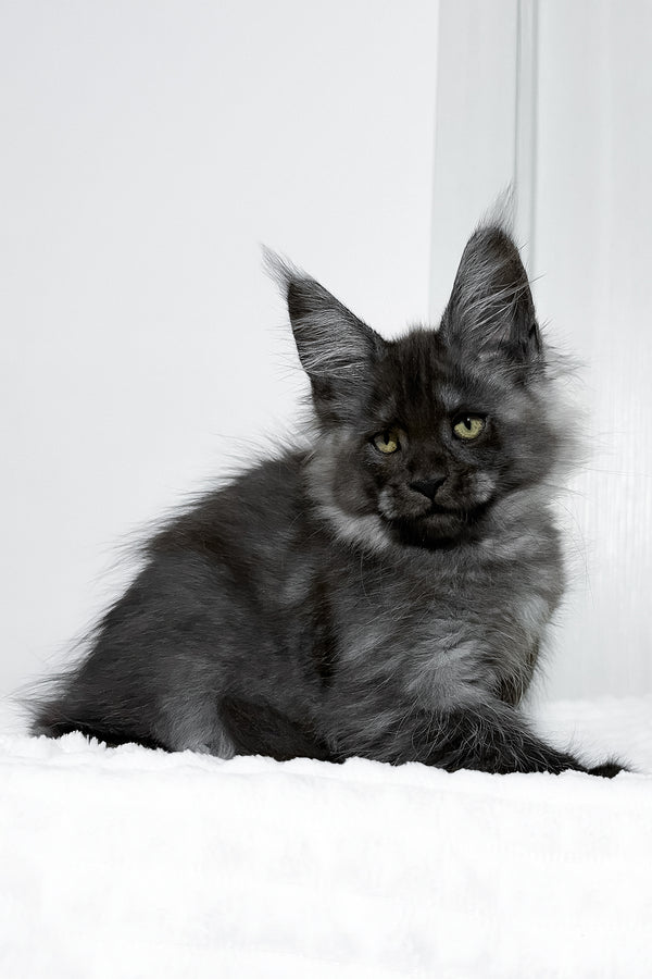 Erica | Maine Coon Kitten