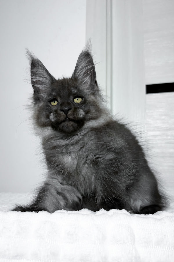 Erica | Maine Coon Kitten