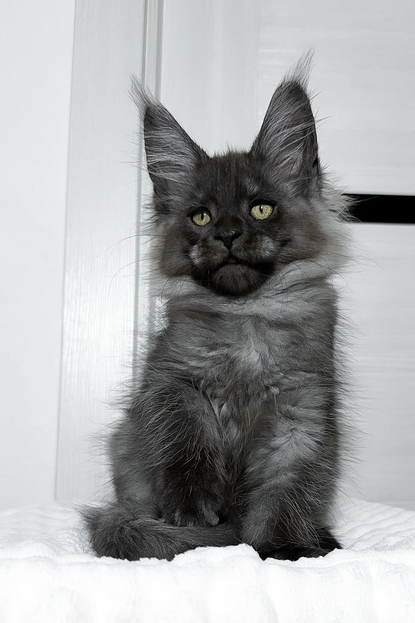 Erica | Maine Coon Kitten