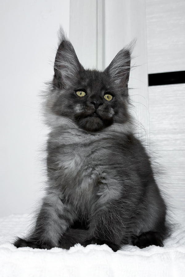 Erica | Maine Coon Kitten
