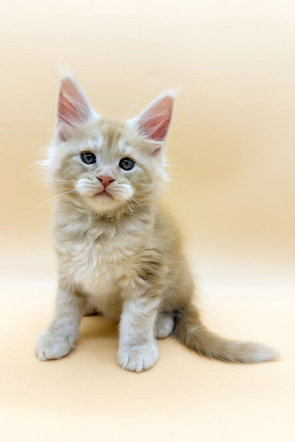 Erik | Maine Coon Kitten