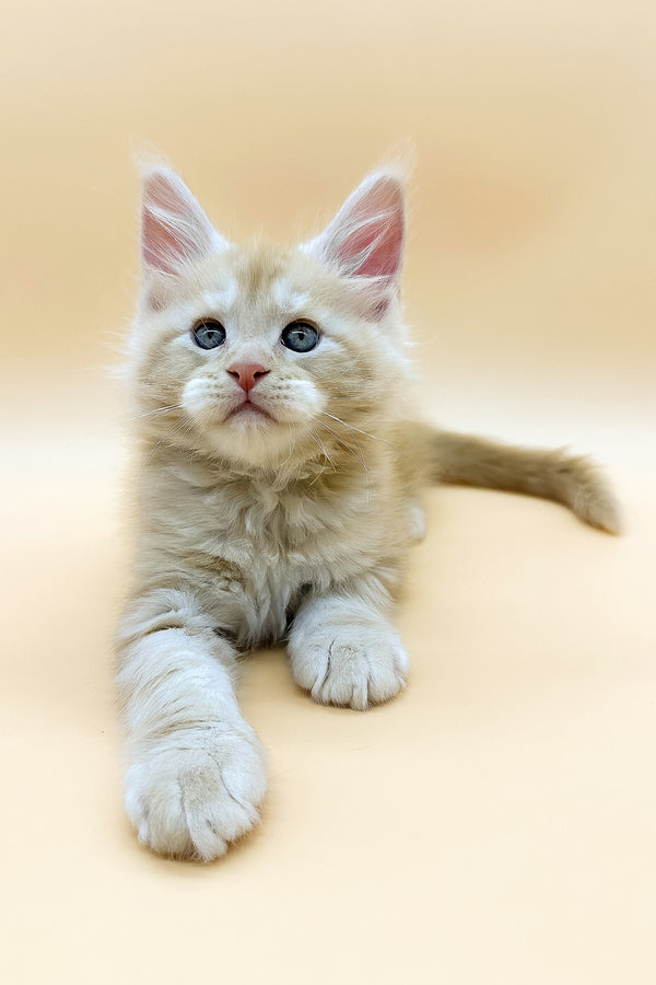 Erik | Maine Coon Kitten