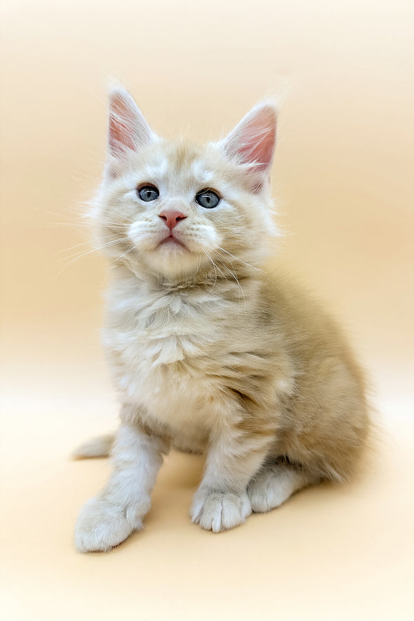 Erik | Maine Coon Kitten