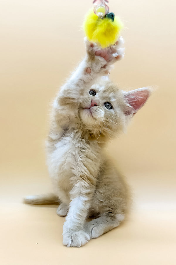 Erik | Maine Coon Kitten