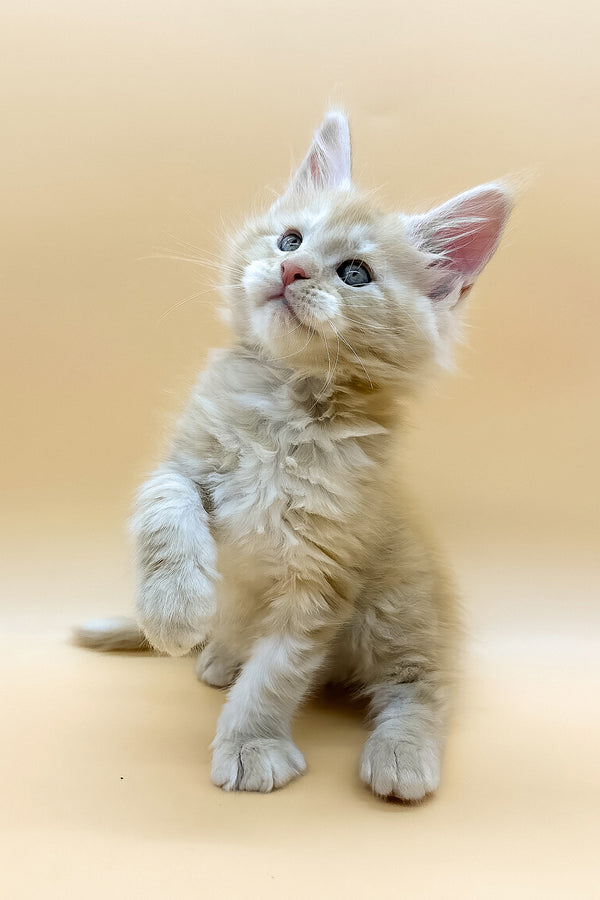 Erik | Maine Coon Kitten