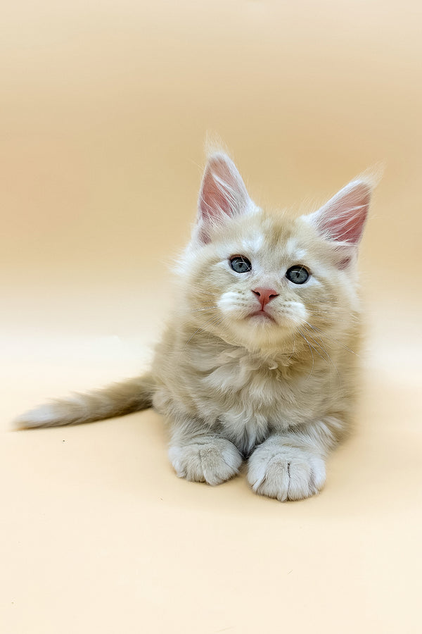 Erik | Maine Coon Kitten