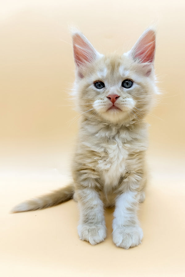 Erik | Maine Coon Kitten