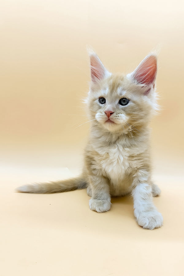 Erik | Maine Coon Kitten