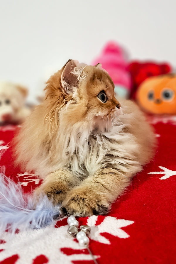 Erik | Scottish Straight Longhair Kitten