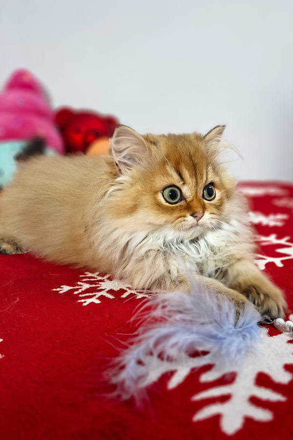 Erik | Scottish Straight Longhair Kitten