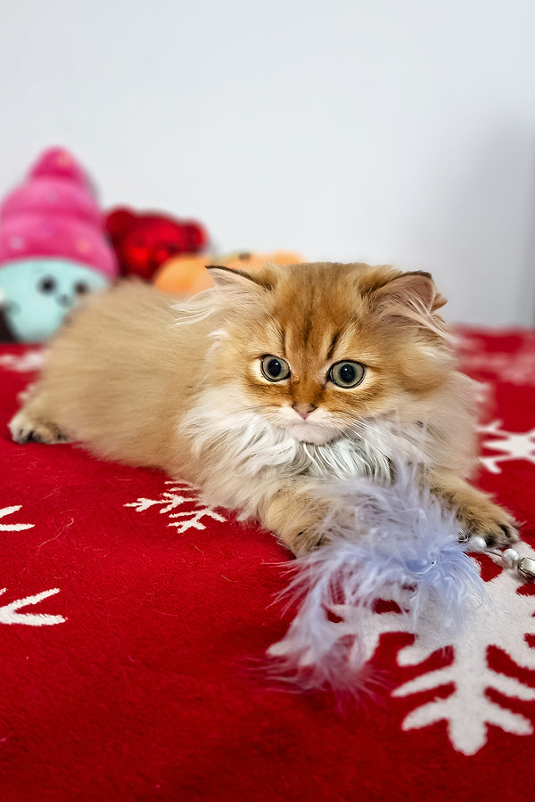 Erik | Scottish Straight Longhair Kitten