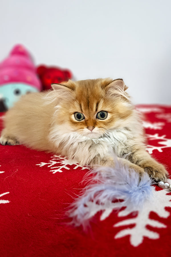 Erik | Scottish Straight Longhair Kitten