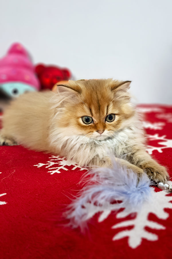 Erik | Scottish Straight Longhair Kitten