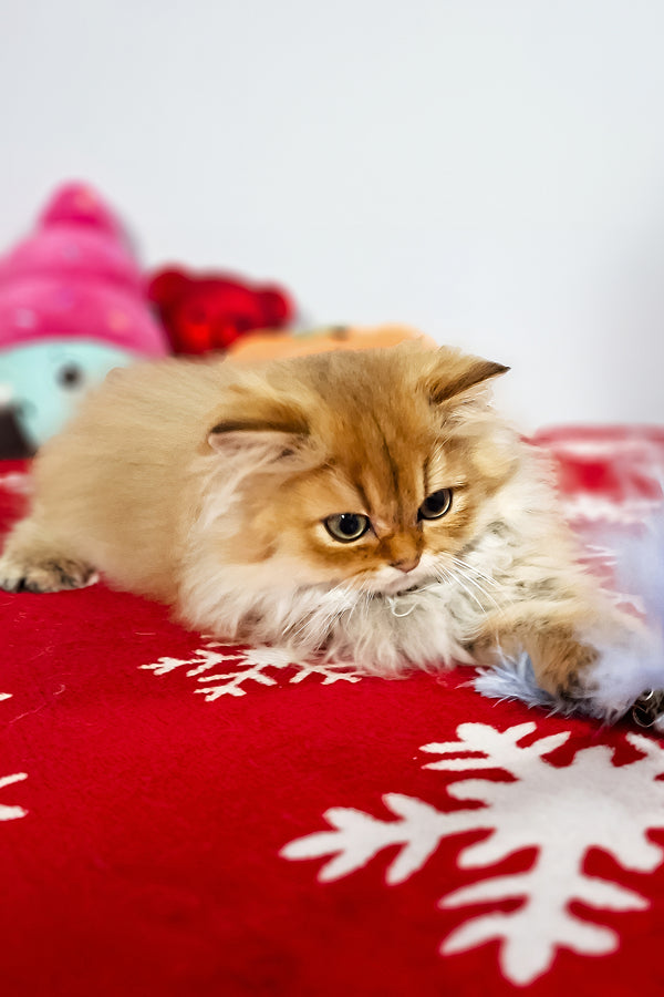 Erik | Scottish Straight Longhair Kitten