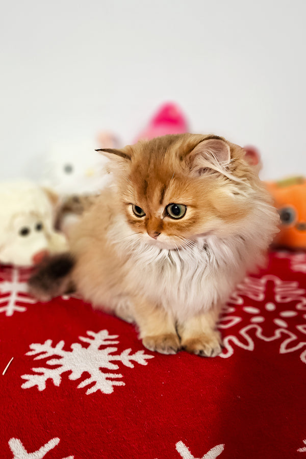 Erik | Scottish Straight Longhair Kitten