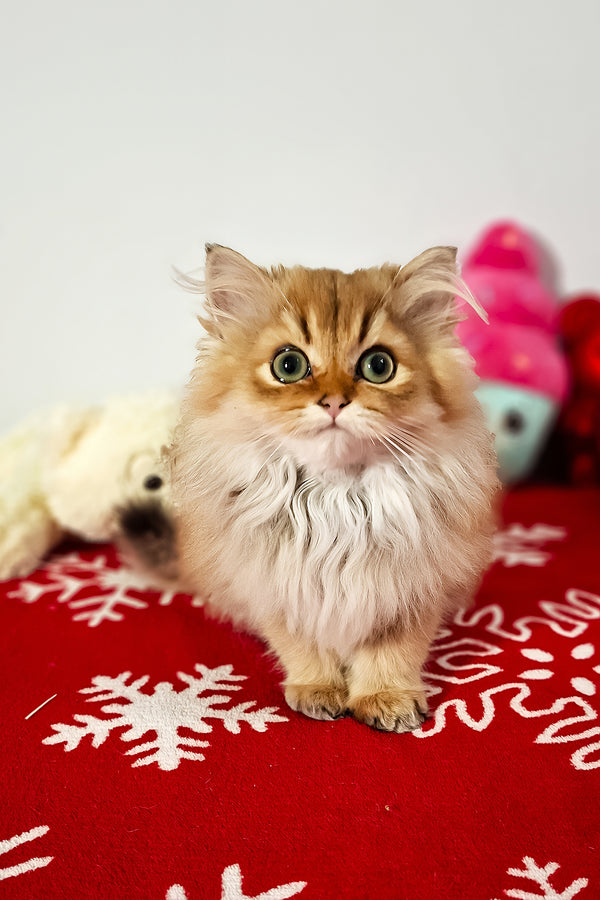 Erik | Scottish Straight Longhair Kitten