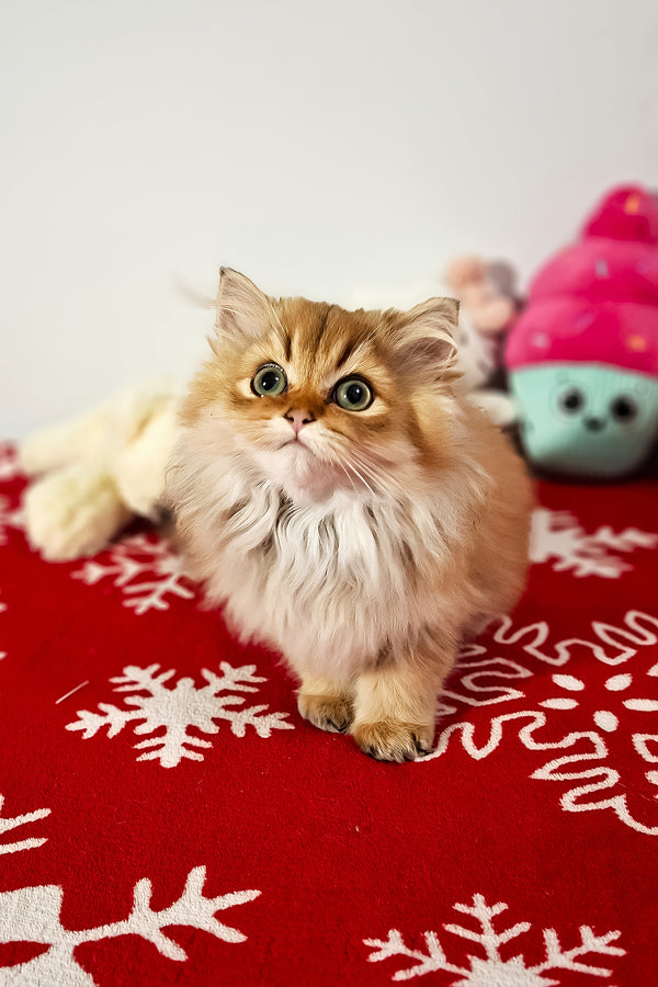 Erik | Scottish Straight Longhair Kitten