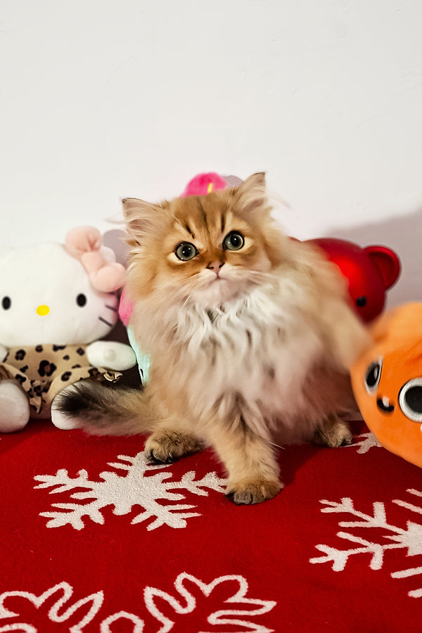 Erik | Scottish Straight Longhair Kitten