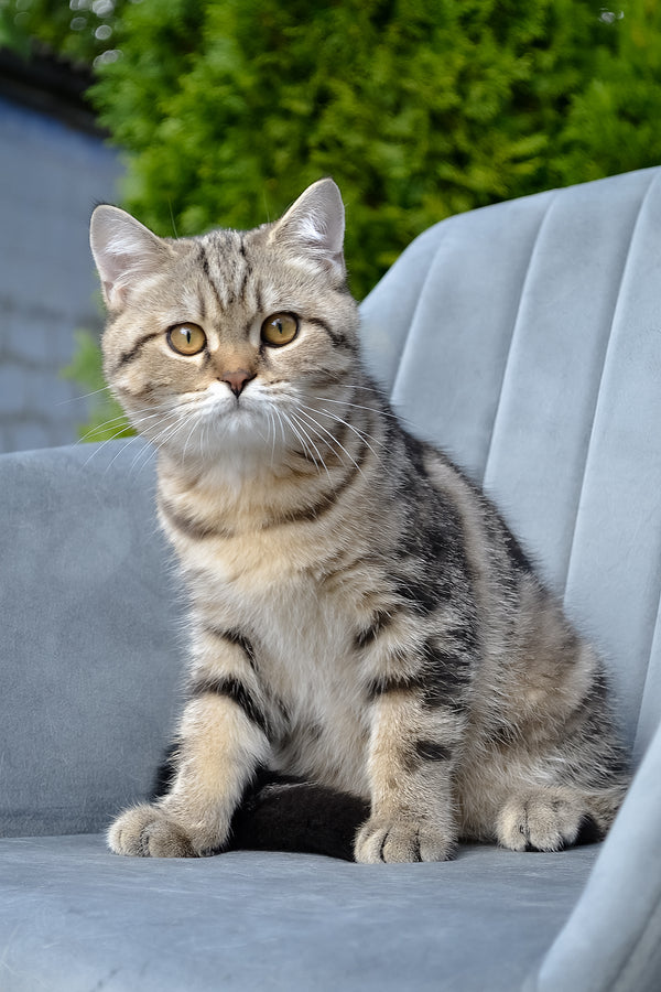 Erik | Scottish Straight Kitten