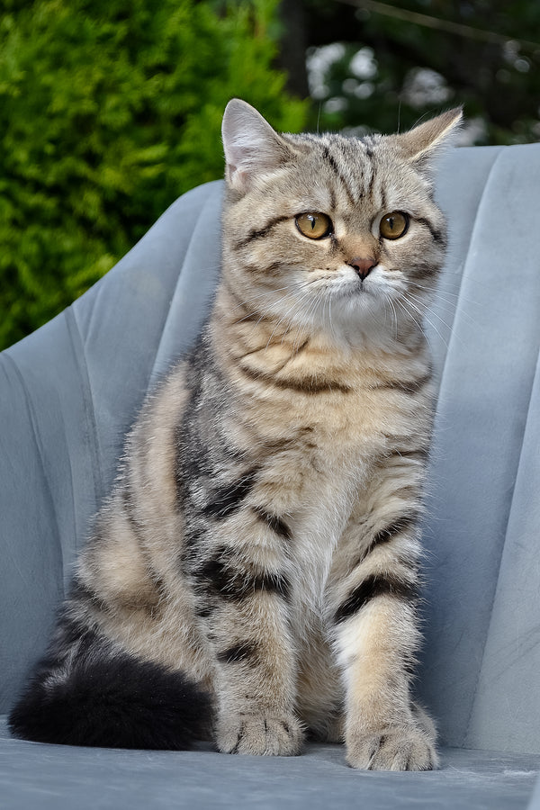Erik | Scottish Straight Kitten