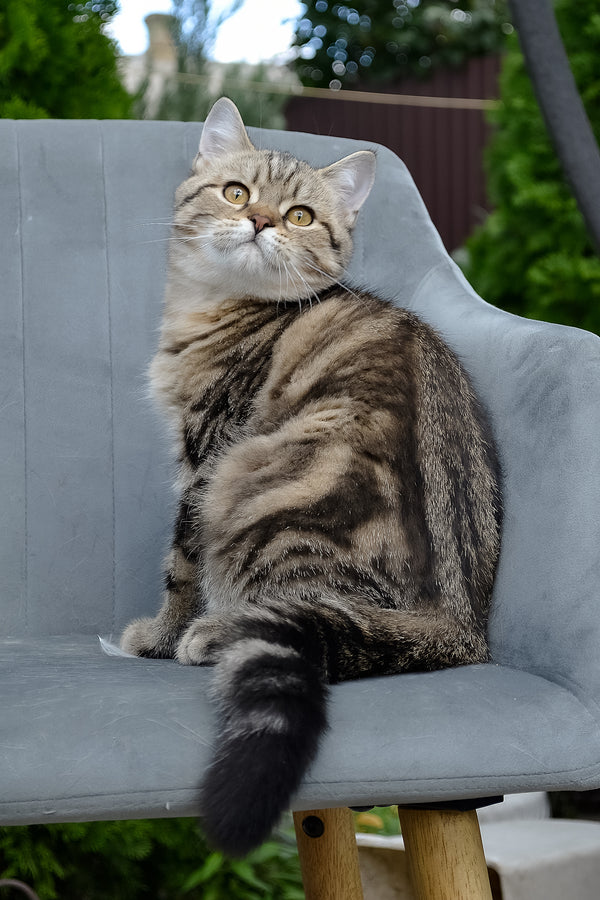 Erik | Scottish Straight Kitten