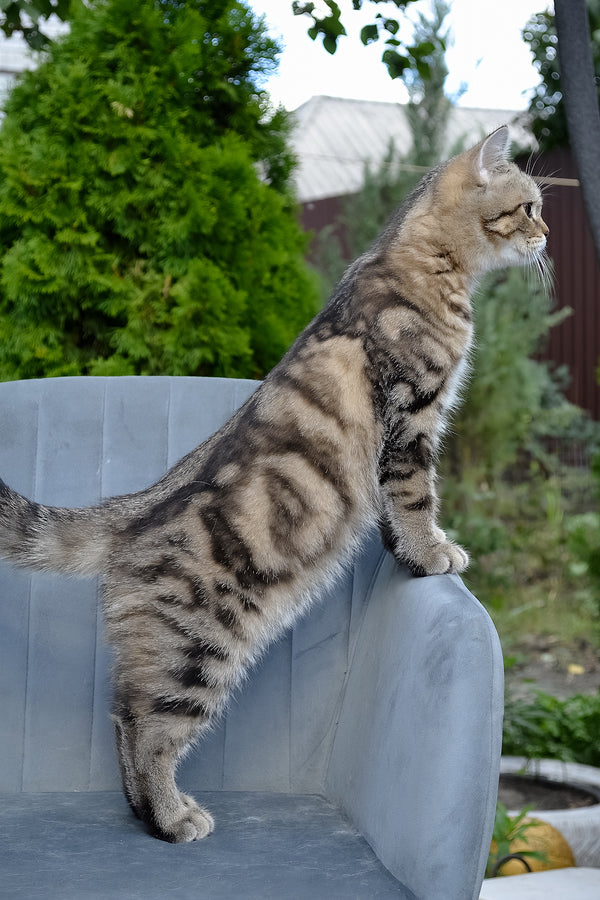 Erik | Scottish Straight Kitten